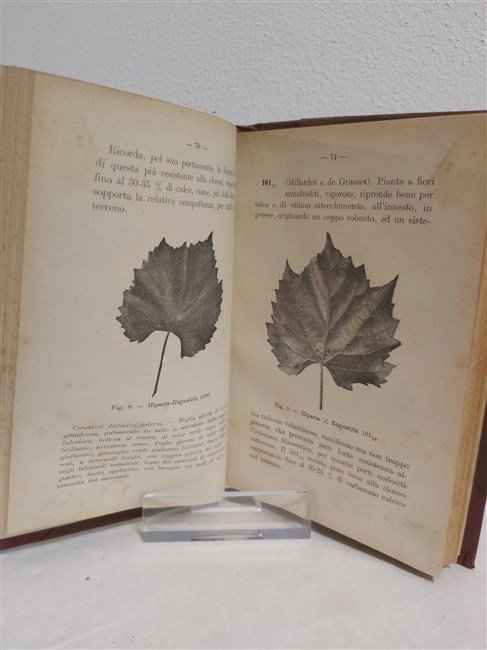 LE VITI AMERICANE e l’innesto. | Immagine Gallery 3