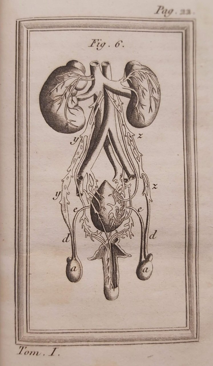 LEGGI FISICHE DELL'AMORE CONJUGALE ossia Storia compiuta delle generazione dell'uomo. … | Immagine principale