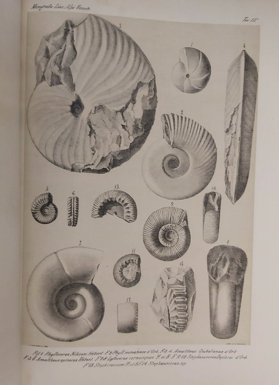 MONOGRAFIA STRATIGRAFICA E PALEONTOLOGICA del Lias nell provincie Venete. Con …