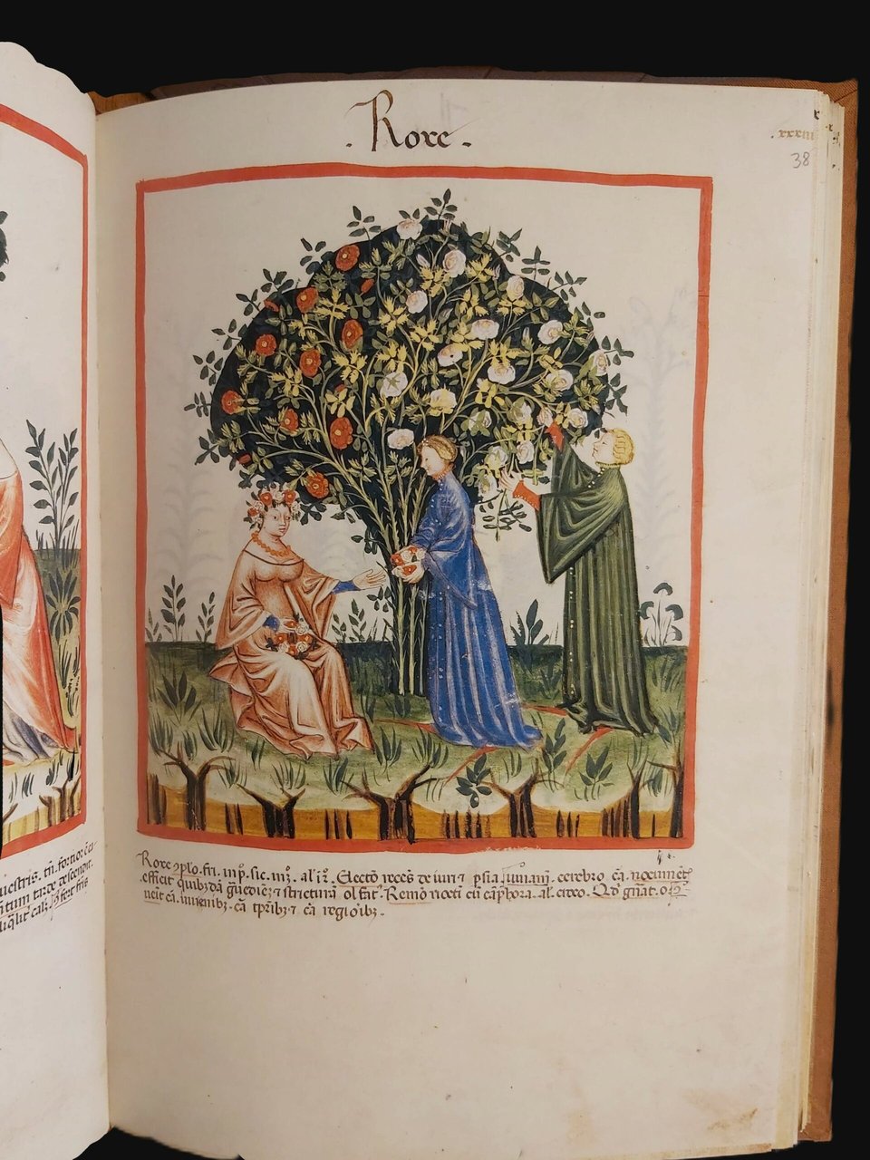 TACUINUM SANITATIS IN MEDICINA. Codex Vindobonensis Series nova 2644 della …