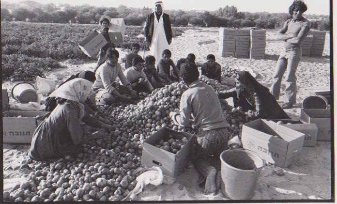 Contadini arabi che lavorano per gli israeliani