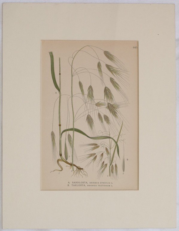 1. Sandlosta Bromus sterilis L. (Forasacco rosso) 2. Taklosta Bromus …