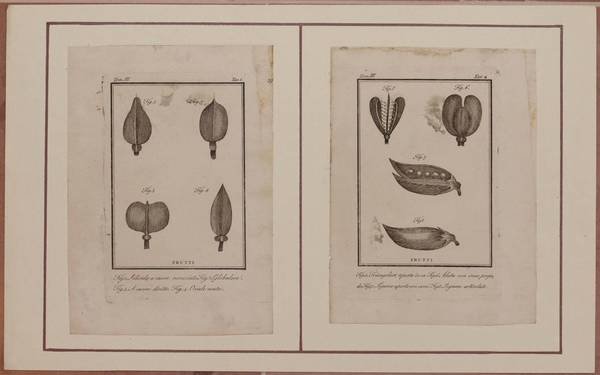 FRUTTI SILICULA FRUTTI LEGUMI