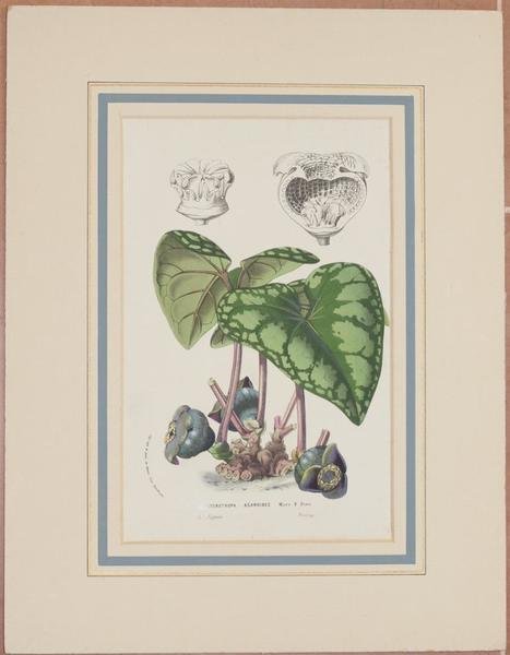 HETEROTROPA ASAROIDES MORR & DENE OFF. LITH. & PICT: IN …