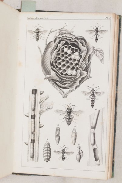 HISTOIRE DES INSECTES TRAITANT DE LEURS MOEURS ET DE LEURS …
