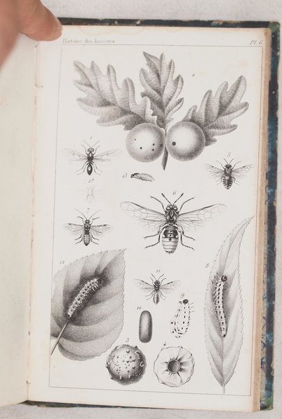 HISTOIRE DES INSECTES TRAITANT DE LEURS MOEURS ET DE LEURS …
