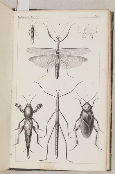 HISTOIRE DES INSECTES TRAITANT DE LEURS MOEURS ET DE LEURS …
