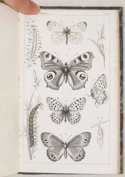 HISTOIRE DES INSECTES TRAITANT DE LEURS MOEURS ET DE LEURS …