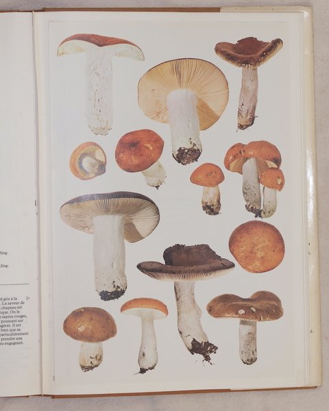 CHAMPIGNONS