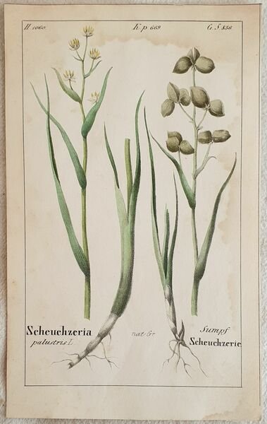 Scheuchzeria palustris