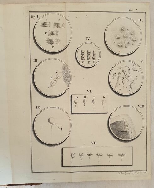 OPUSCOLI DI FISICA ANIMALE E VEGETABILE