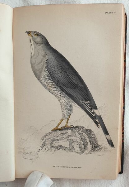 Ornithology VOL. VII, VIII Birds of western Africa