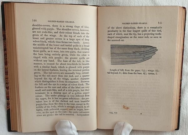 Ornithology VOL. VII, VIII Birds of western Africa
