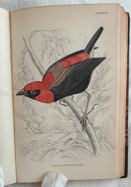 Ornithology VOL. VII, VIII Birds of western Africa