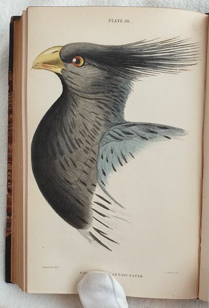 Ornithology VOL. VII, VIII Birds of western Africa