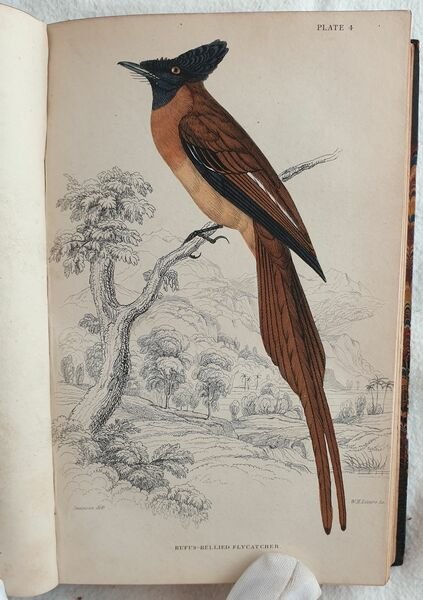 Ornithology VOL. VII, VIII Birds of western Africa
