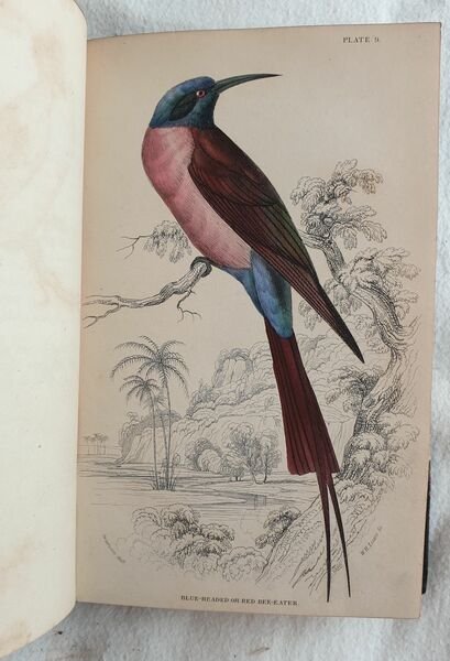 Ornithology VOL. VII, VIII Birds of western Africa