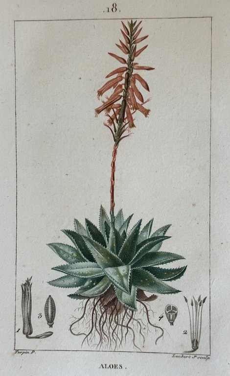 ALOES | Immagine Gallery 2