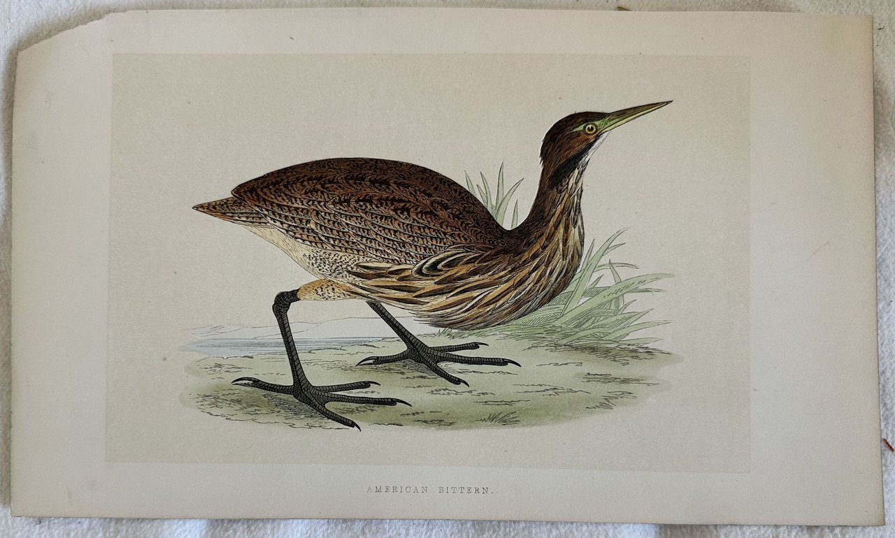 AMERICAN BITTERN (Botaurus lentiginosus)