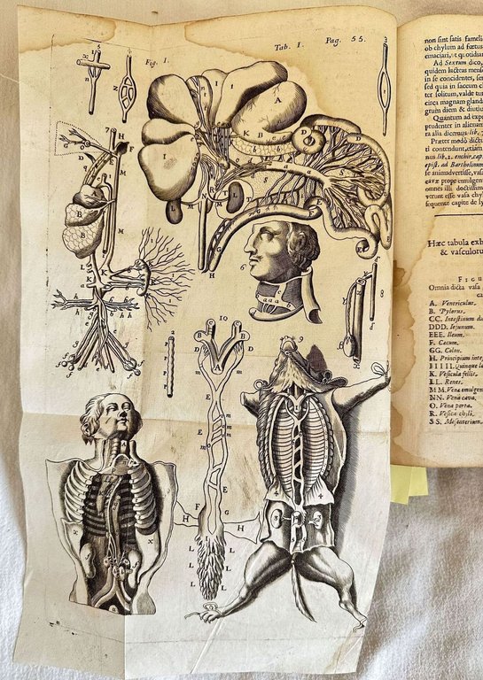ANATOME CORPORIS HUMANI PLURIMIS NOVIS INVENTIS INSTRUCTA VARIISQUE OBSERVATIONIBUS & …
