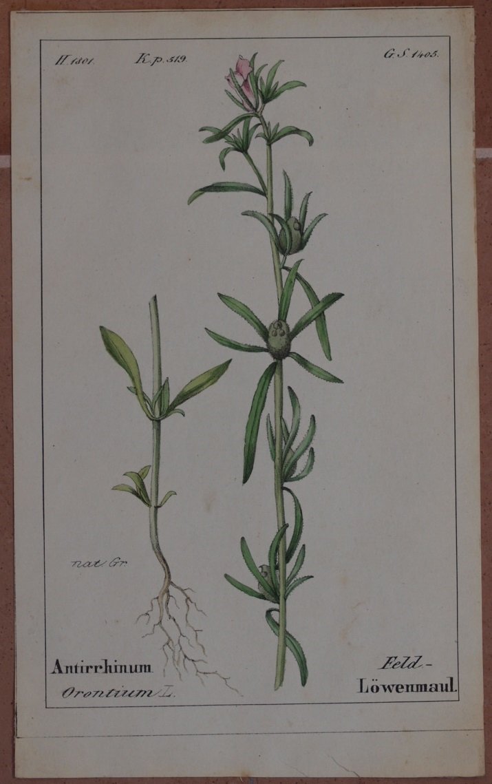 Antirrhinum orontium