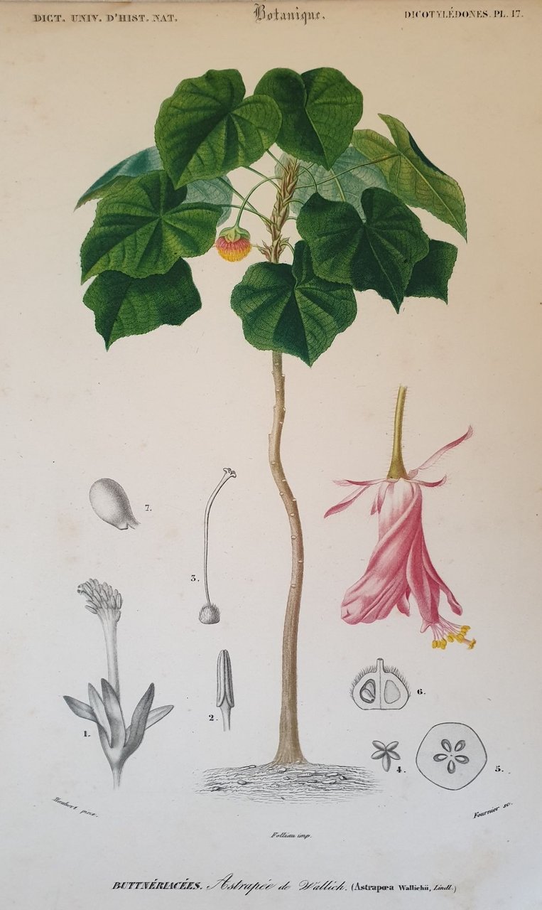 Astrapice de Wallich Astrapoea Wallichii