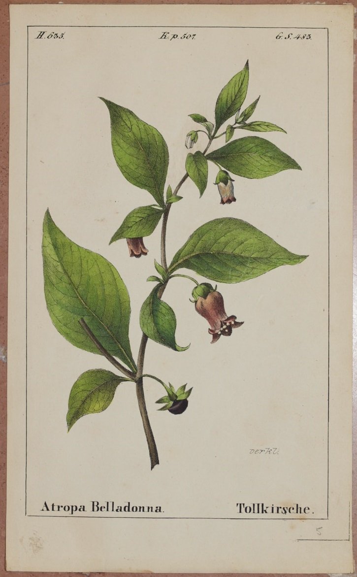 Atropa Belladonna