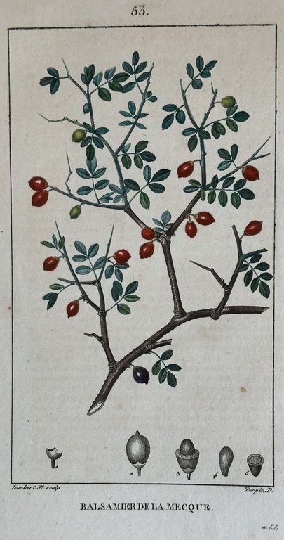 BALSAMIER DE LA MECQUE | Immagine Gallery 2