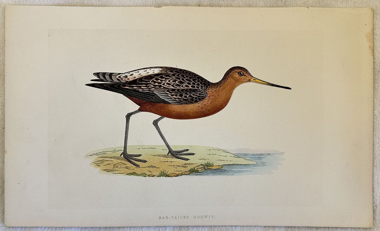BAR-TAILED GODWIT Limosa lapponica (Pittima minore) | Immagine principale