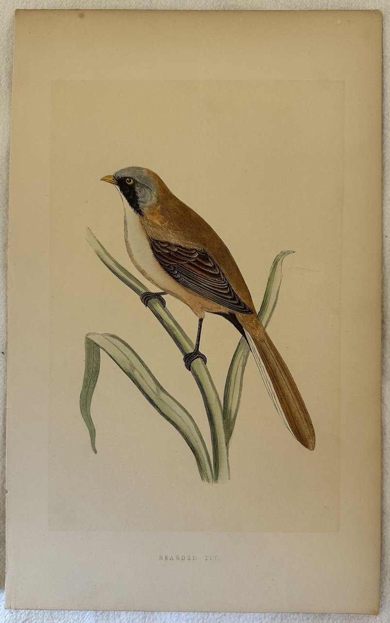 BEARDED TIT (Basettino)