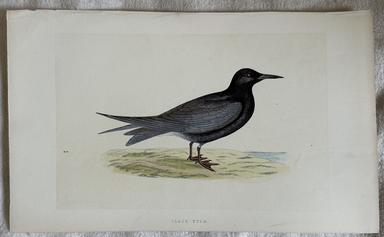 BLACK TERN (Mignattino)