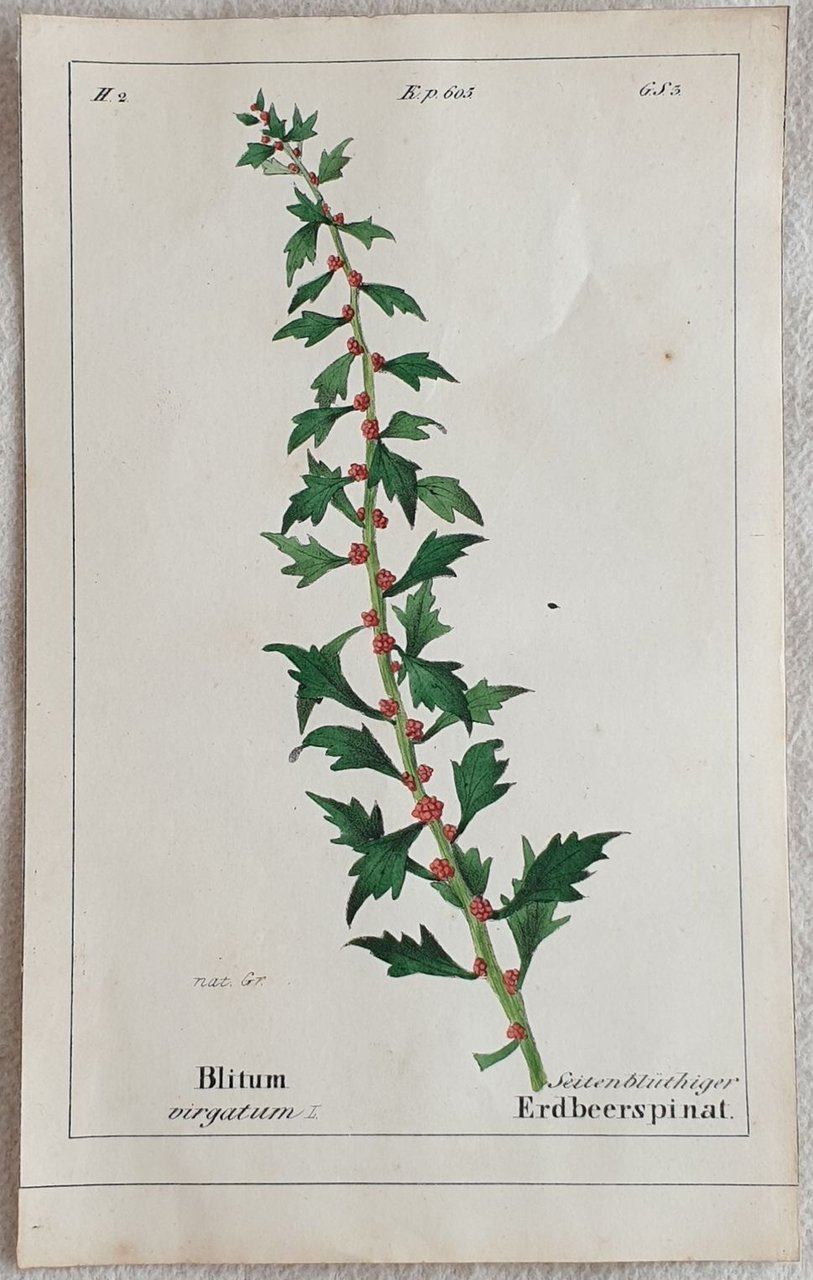 Blitum virgatum