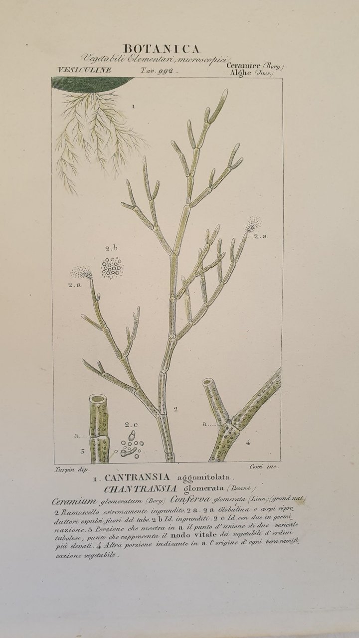 BOTANICA Cantransia aggomitolata Chantransia glomerata