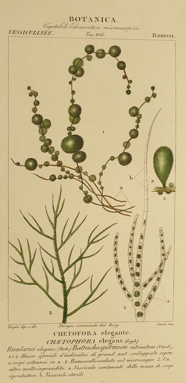 BOTANICA Chetofora elegante Chaetophora elegans