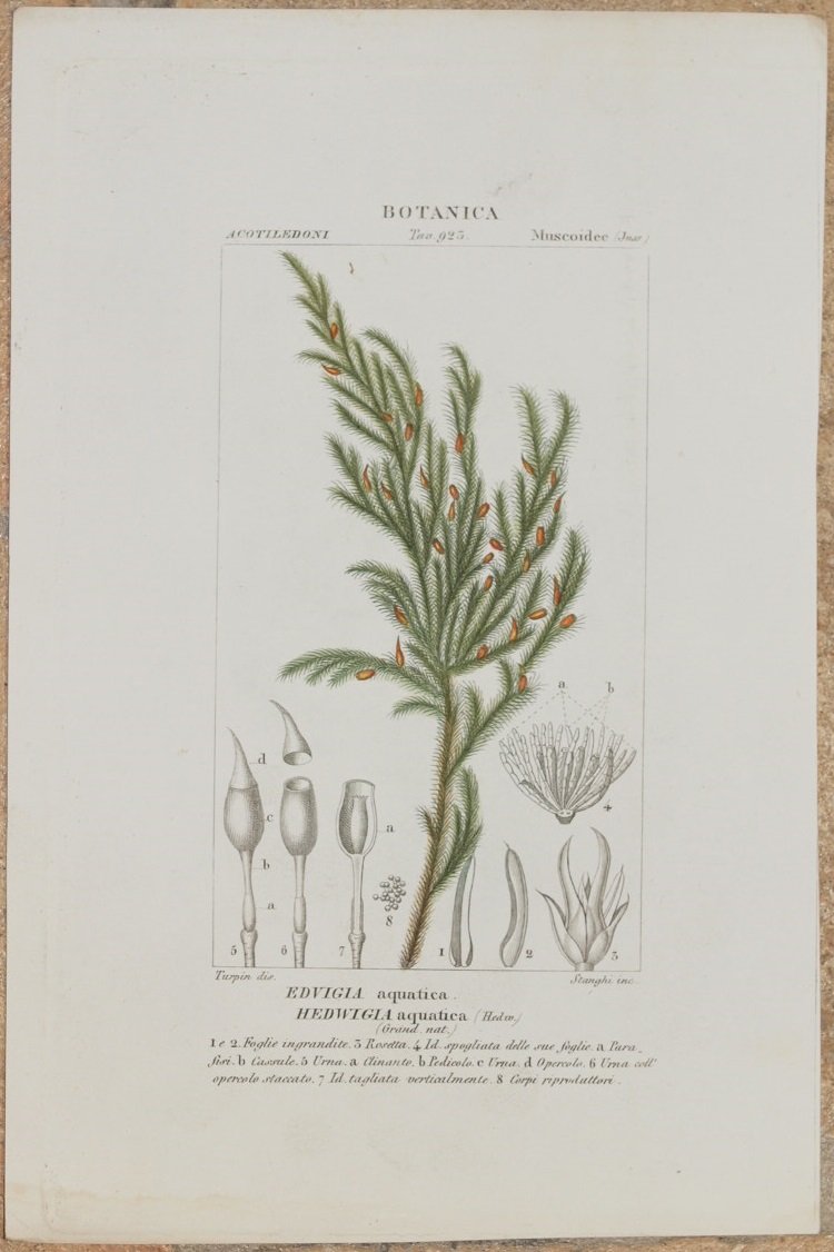 BOTANICA Edvigia aquatica Hedwigia aquatica