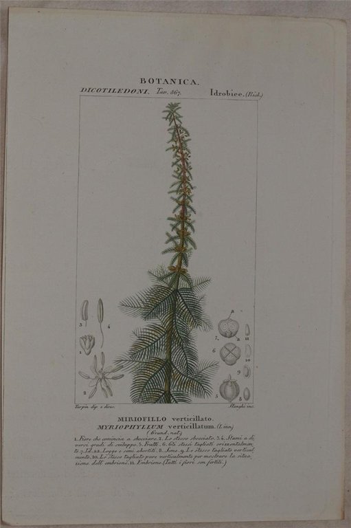 Botanica: Miriofillo verticillato Myriophyllum verticillatum