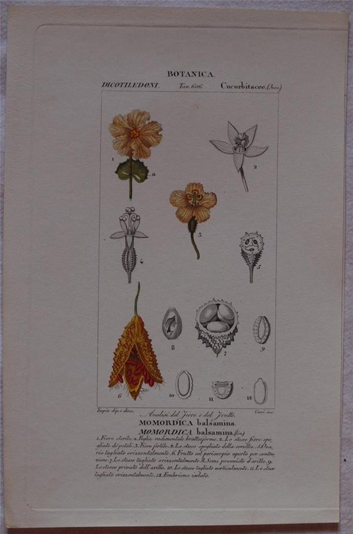 Botanica Momordica balsamina Momordica balsamina