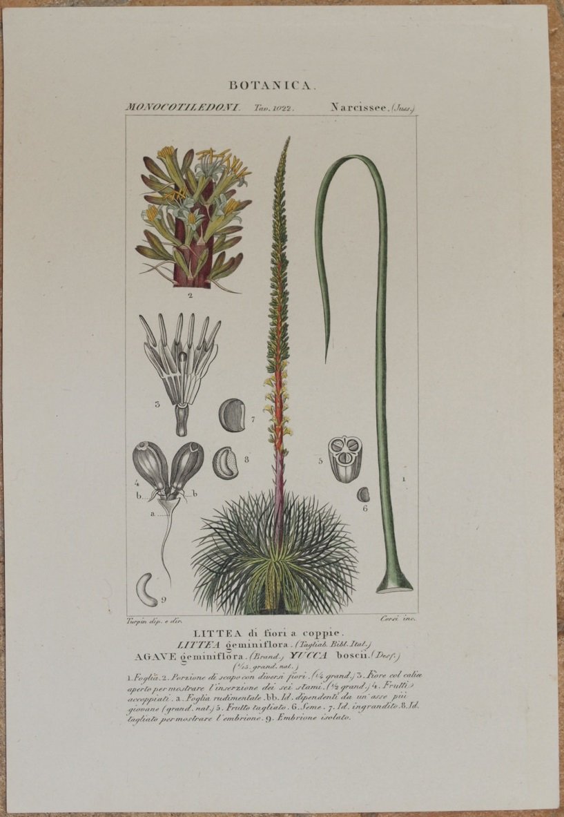 BOTANICA MONOCOTILEDOMI NARCISSEE Littea di fiori a coppie Littea geminiflora …