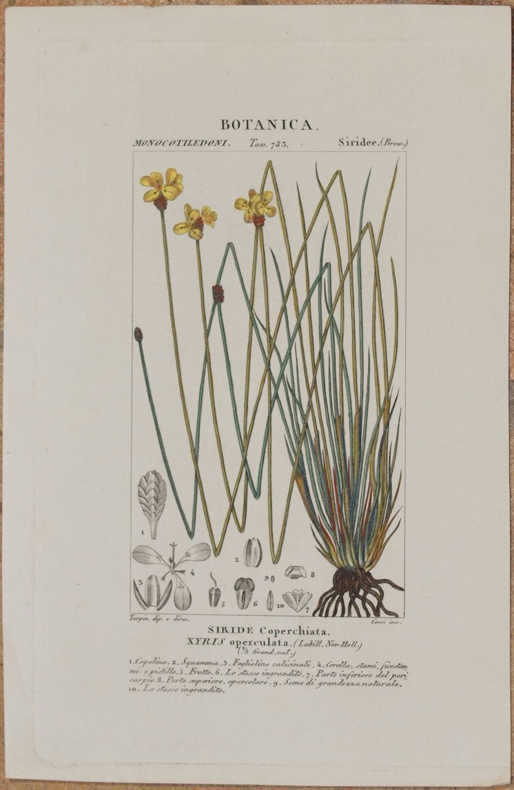 BOTANICA MONOCOTILEDONI Siride coperchiata Xyris operculata