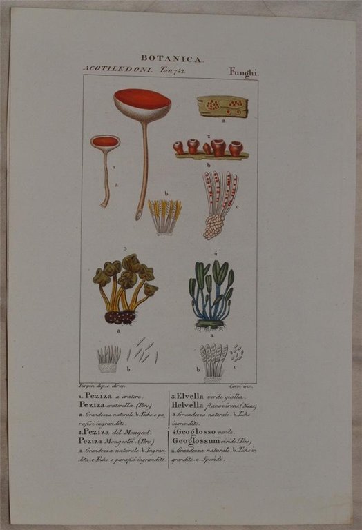Botanica: Peziza a cratere Peziza craterella Peziza del Mougeotii Elevella …