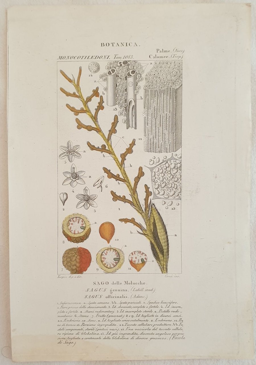 BOTANICA Sago delle Molucche Sagus genuina Sagus officinalis