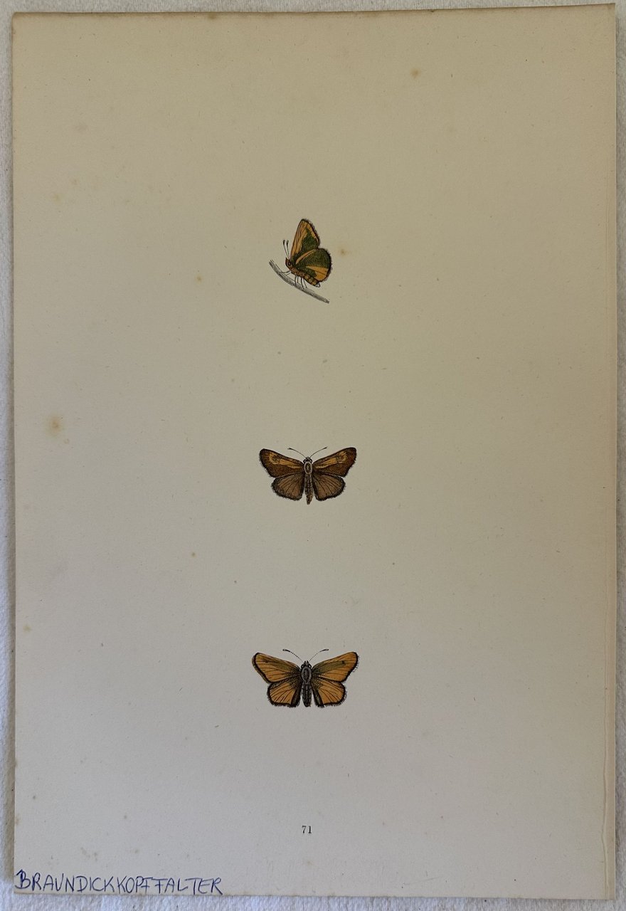 BRAUN DICKKOPFFALTER Thymelicus sylvestris (Carterocefalo) | Immagine principale