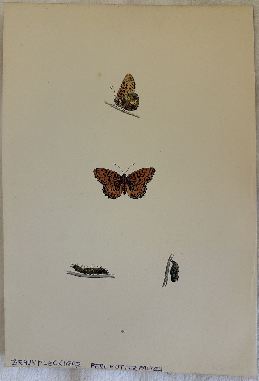 BRAUNFLECKIGER Boloria selene PERLMUTTER FALTER Boloria aquilonaris | Immagine principale