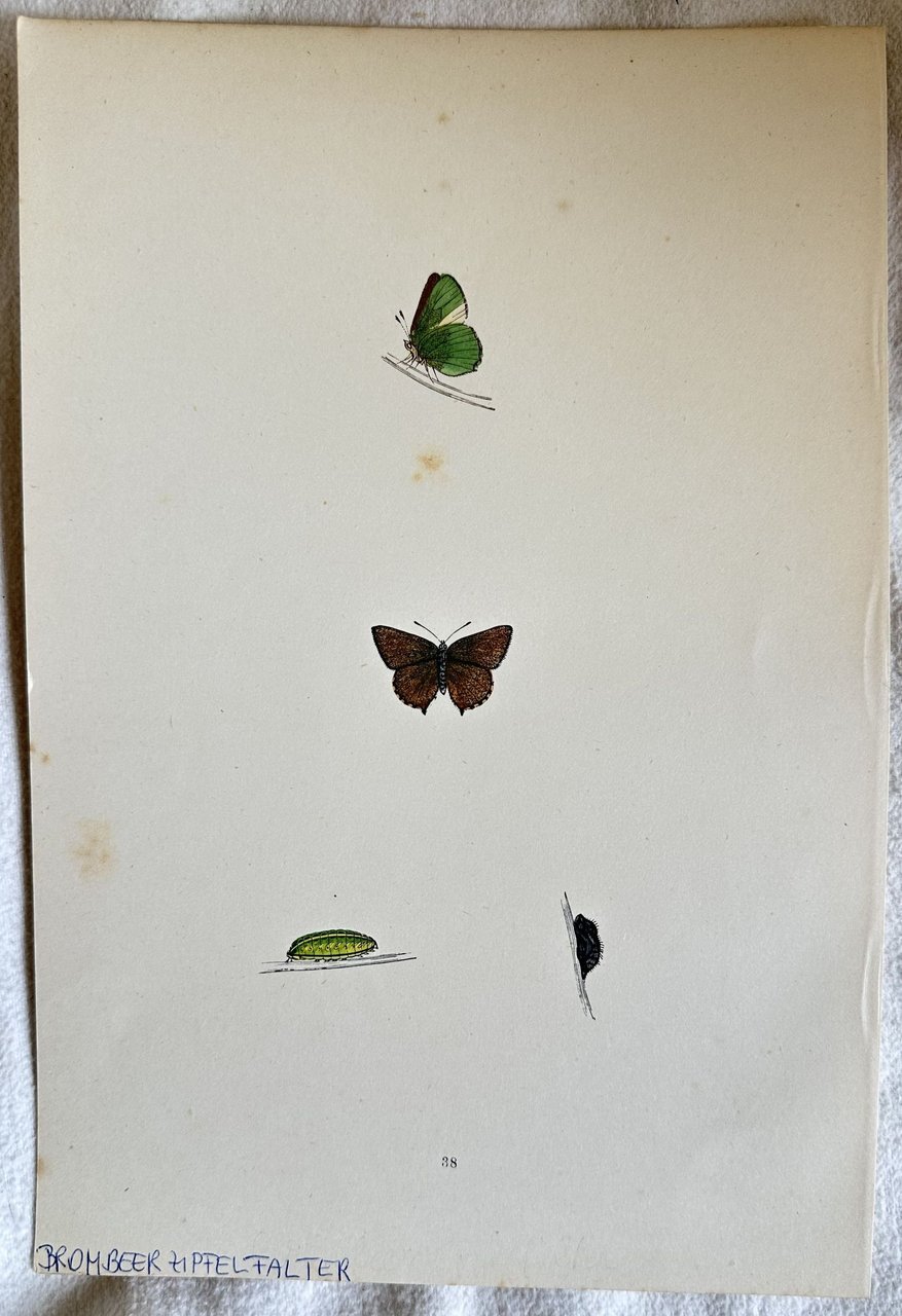 BROMBEER HIPFELFALTER Callophrys rubi | Immagine principale