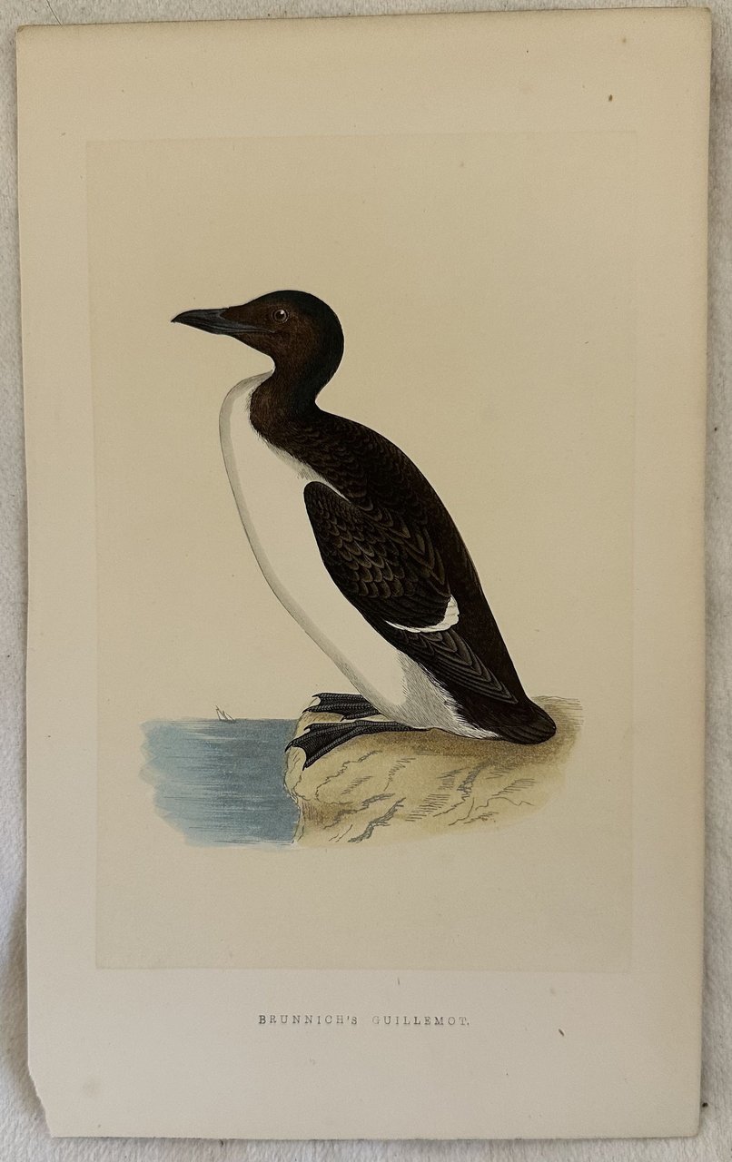 BRUNNICH'S GUILLEMOT Uria lomvia (Uria di Brunnich)