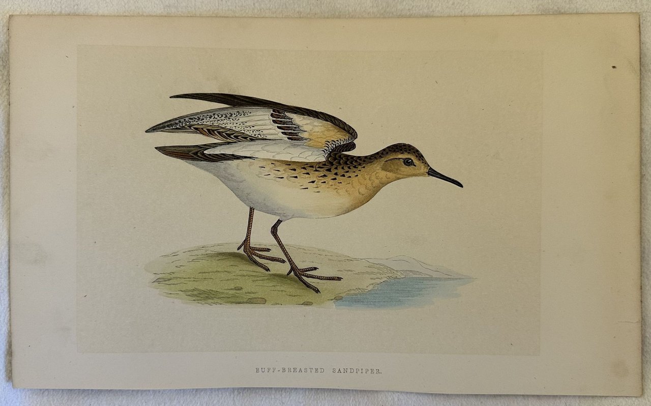 BUFF-BREASTED SANDPIPER (Piro-piro fulvo)