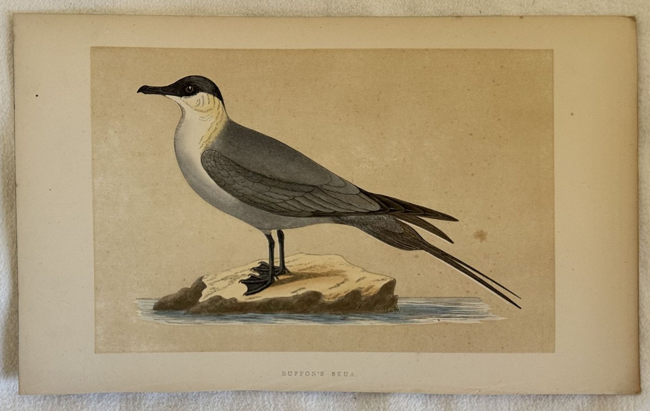 BUFFON'S SKUA (Stercorarius longicaudus) Labbo codalunga | Immagine principale