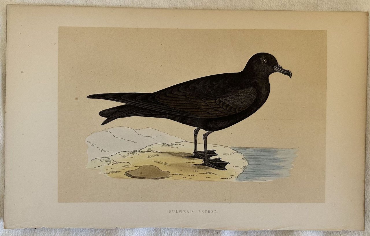 BULWER'S PETREL Bulweria bulwerii (Petrello di Bulwer) | Immagine principale