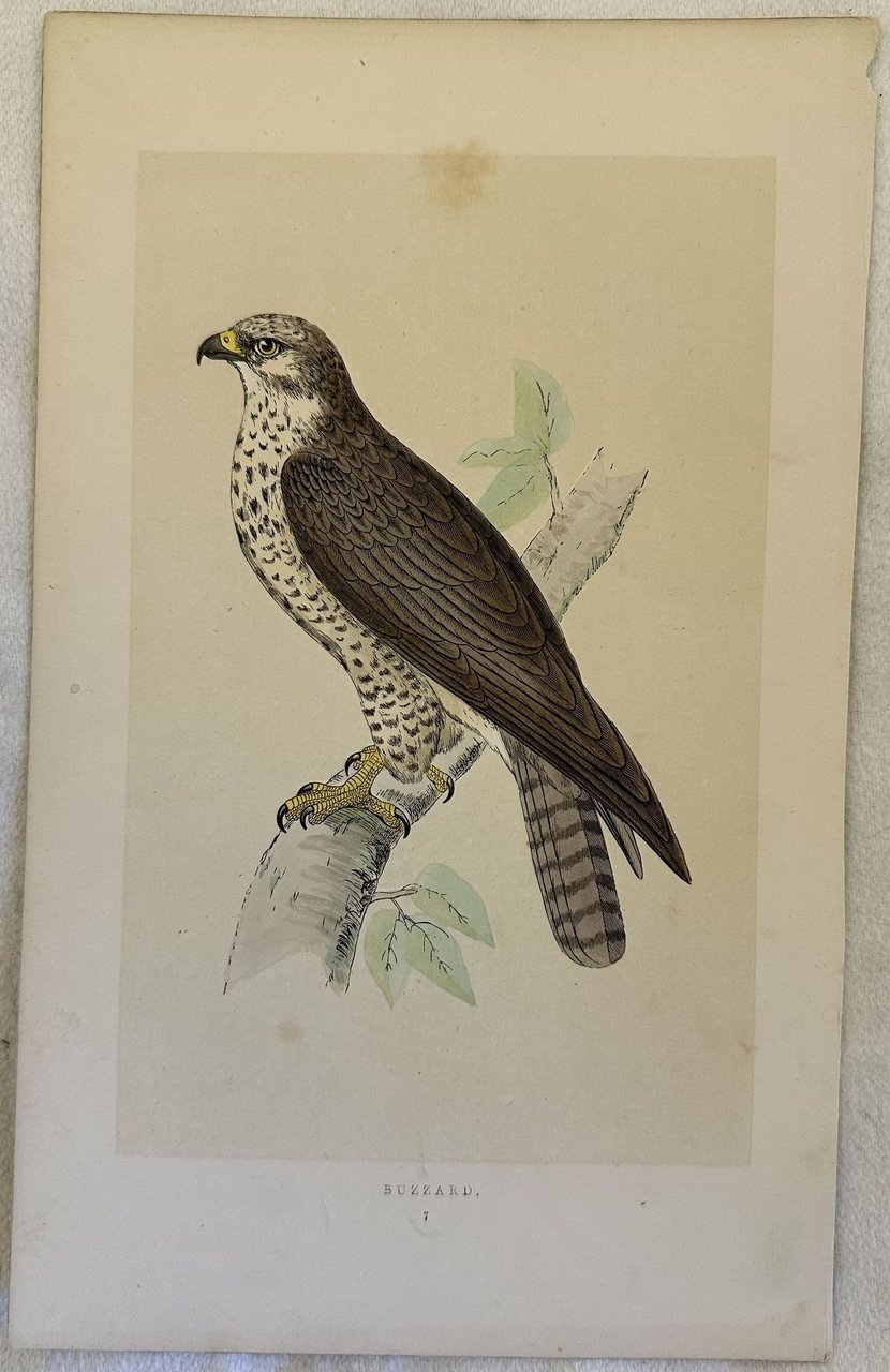 BUZZARD Buteo buteo (Poiana comune) | Immagine principale