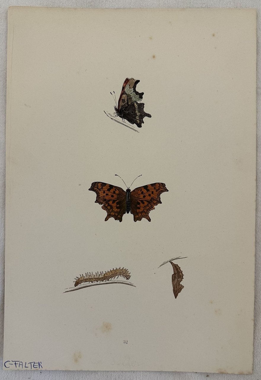 C FALTER Polygonia c-album | Immagine principale